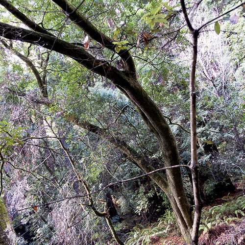 forest trees