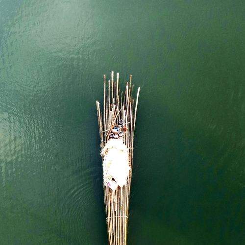 Photo #7294912