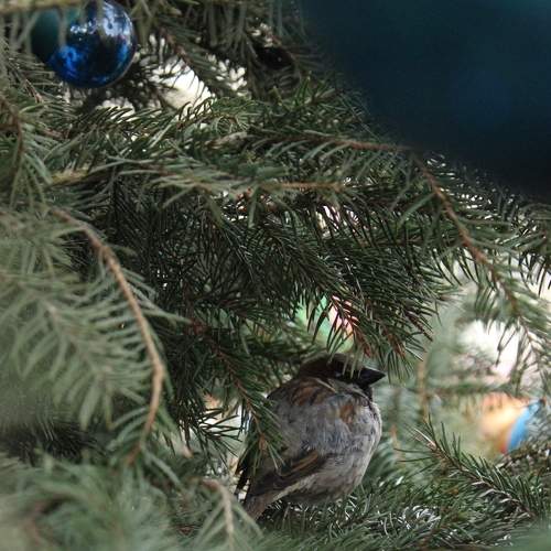 Photo #7295454
