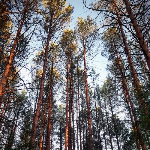 Photo #7295740