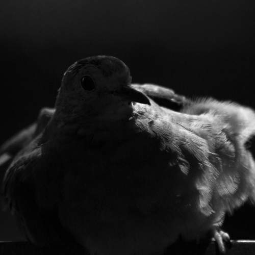 Backlight the dove