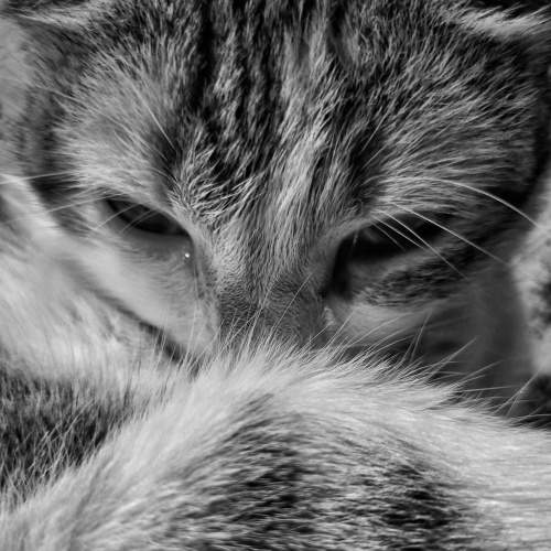 Photo #7298926
