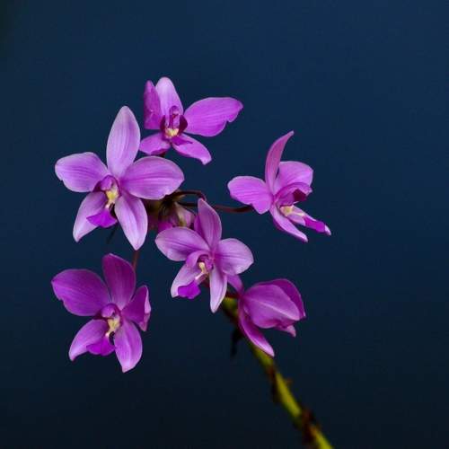Photo #7299660
