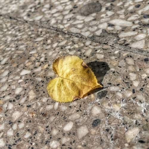 Photo #7300027
