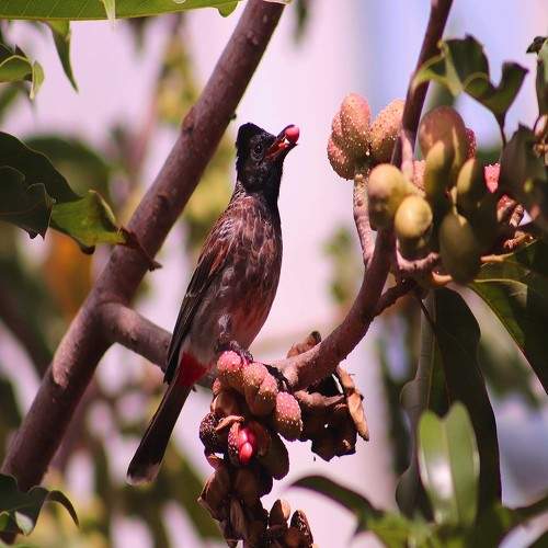 Wild life photography