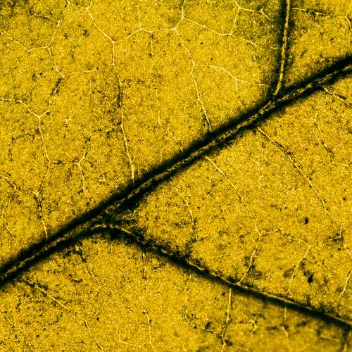 Yellow veins