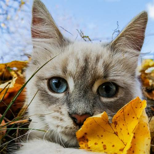 Кошачий мир