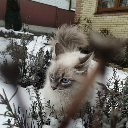 Photo #7301389
