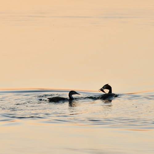 Photo #7303231