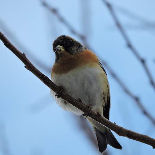 Photo #7304535