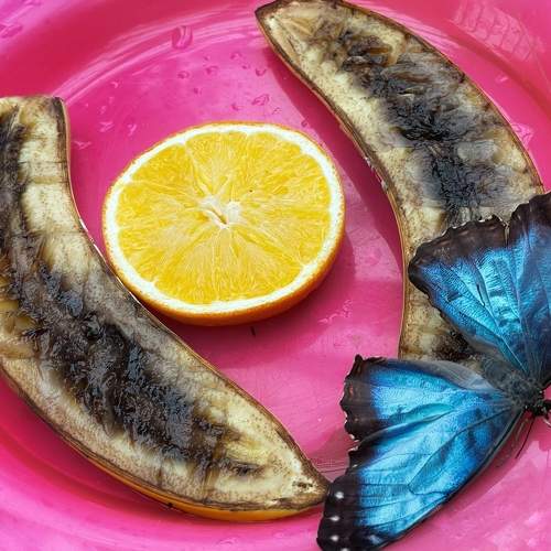 Photo #7304876