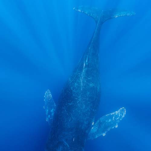 Photo #7306121