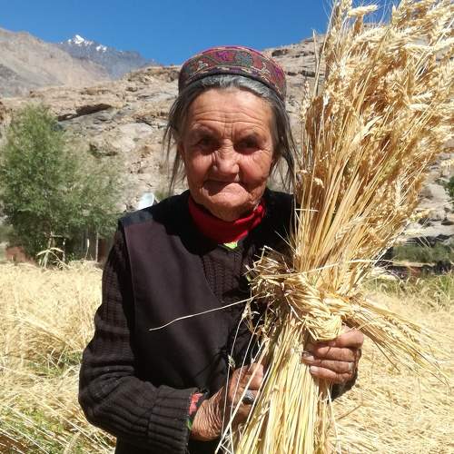 Fit and fragile: 81 years lady at field work in Bartang valley (3009 m.a.s.l), Pamir, Tajikistan