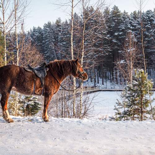 Photo #7306358