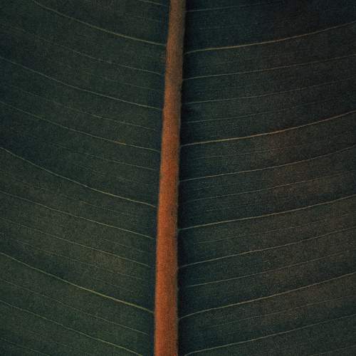 Rubber Plant