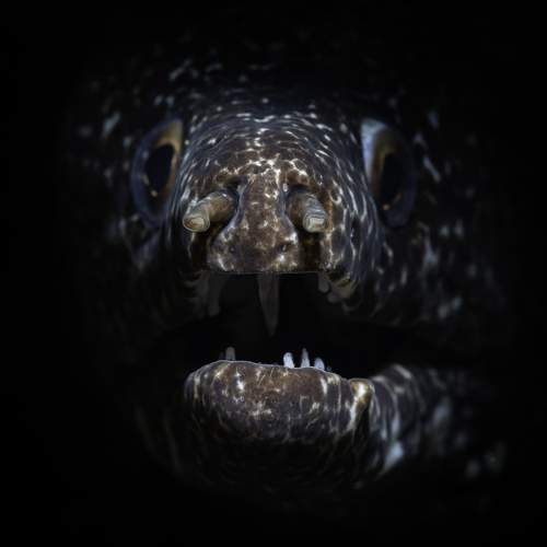 Проект FISHPORTRAIT