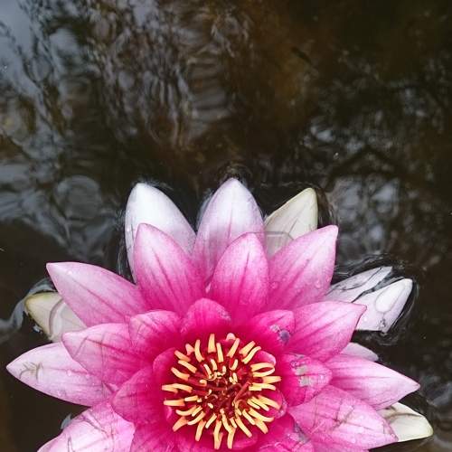 Photo #7308658