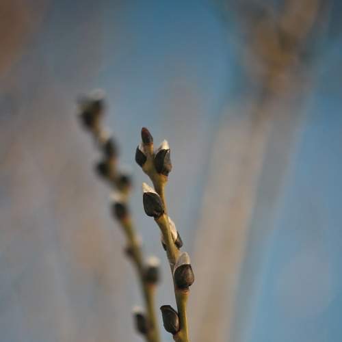 Photo #7308872