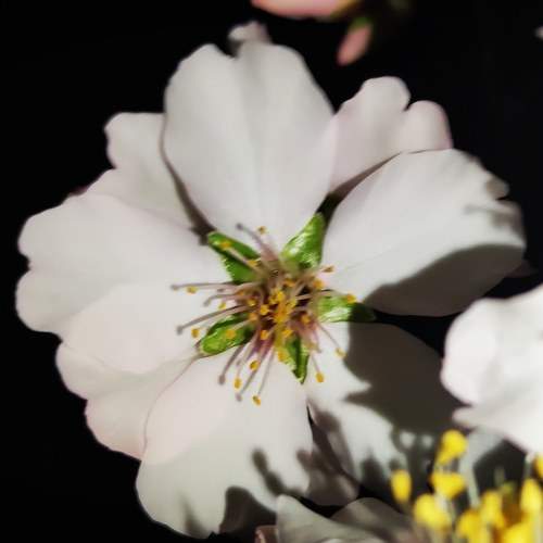 Almond flowers