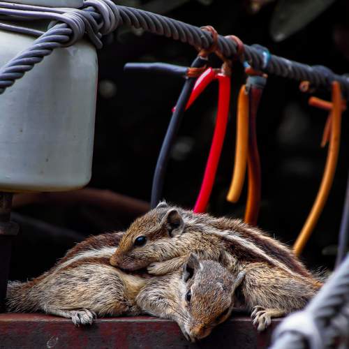 Photo #7309654
