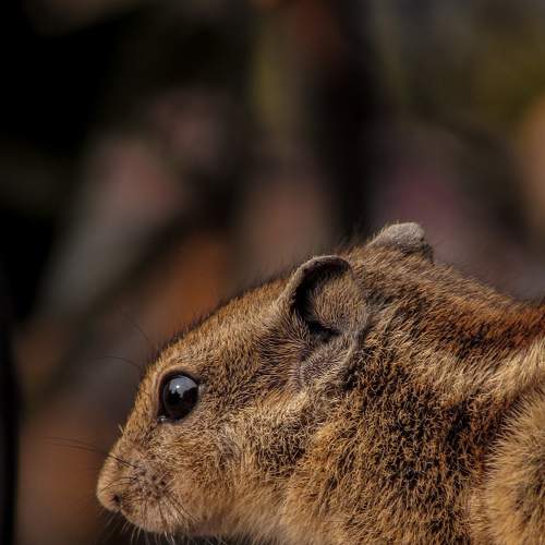 Photo #7309685