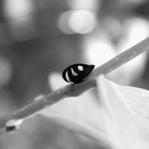 Minimalism in black and white