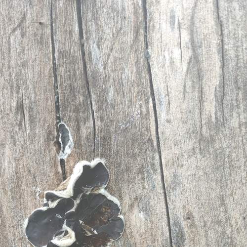 Photo #7310218