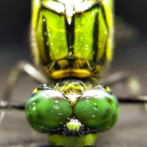 Photo #7310743
