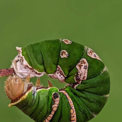 Photo #7311006