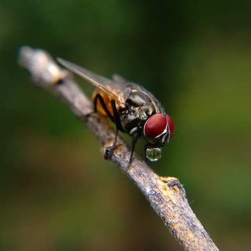 Photo #7311009