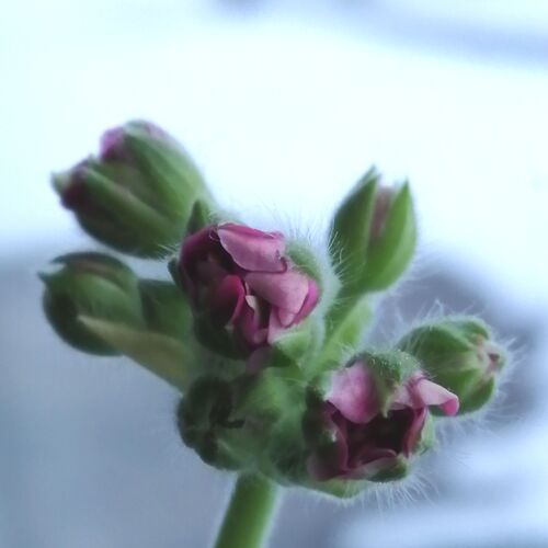 Photo #7311627