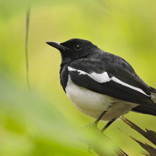 Oriental Magpie