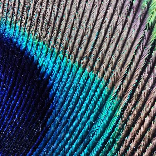 Photo #7312114