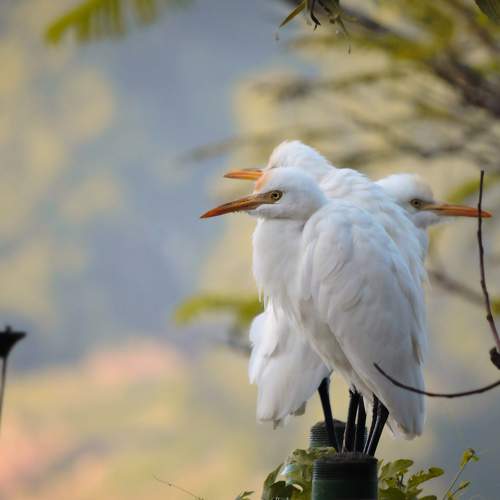 Cattle Egrets