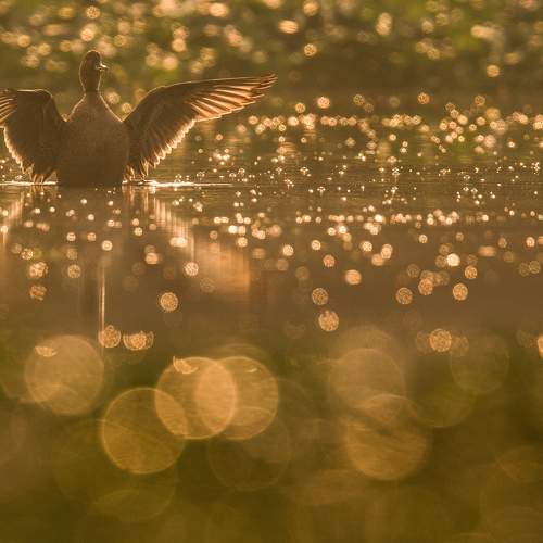 Northern pintail flapping it's wings