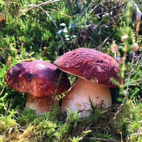 Photo #7314067