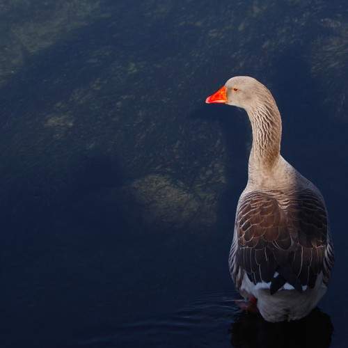 Goose