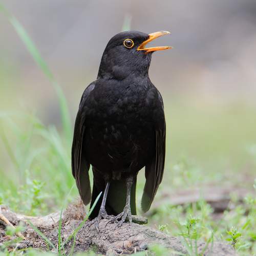 Сейчас спою!