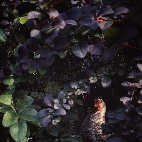 Photo #7316508
