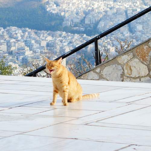 Photo #7316979