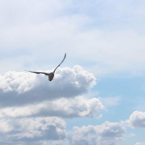 Photo #7318540