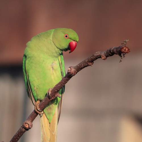 Rose-ringed Parakeet