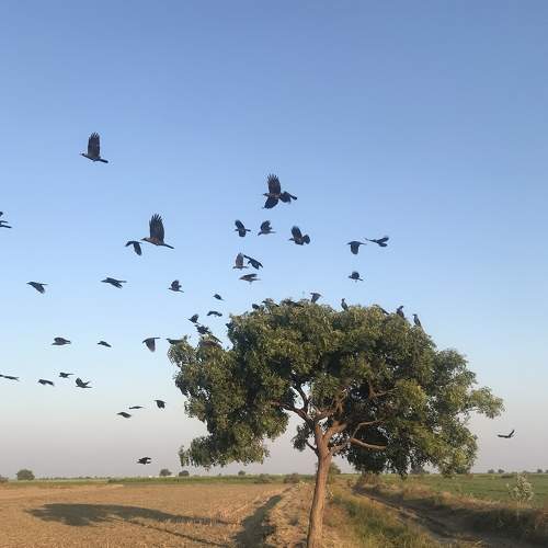 Crow on neem