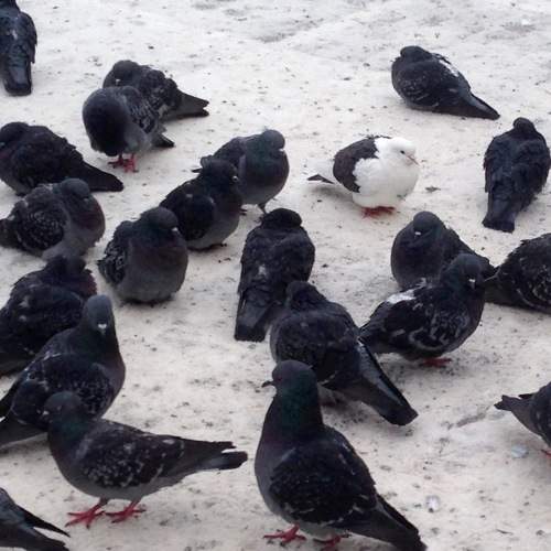 Photo #7320291