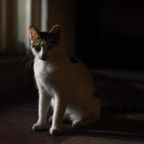 Коты Стамбула