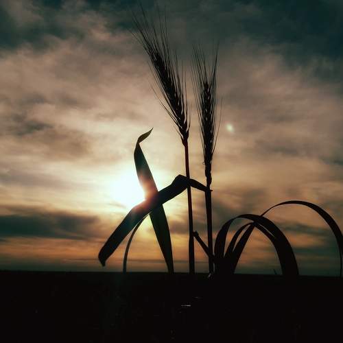 Photo #7320592