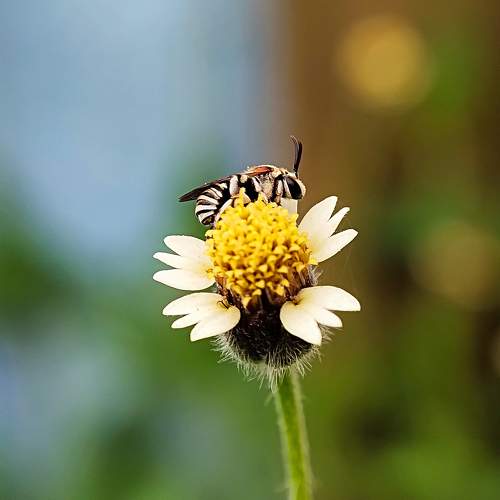 Bee Resting On Flower After Honey Collection.