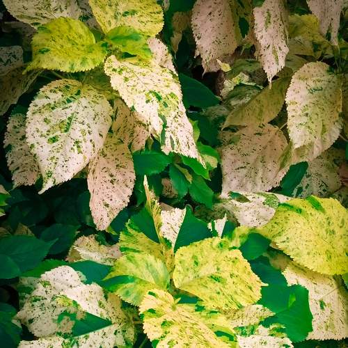 Photo #7323839