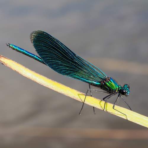 Photo #7324310