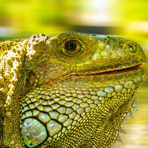 igguana